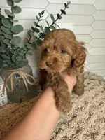 Black , a male Cockapoo for sale in Monroe, NC – Photo 5 of 8