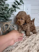 Black , a male Cockapoo for sale in Monroe, NC – Photo 7 of 8