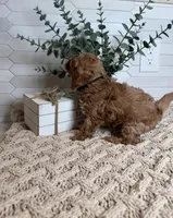 Black , a male Cockapoo for sale in Monroe, NC – Photo 8 of 8