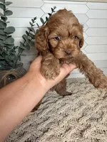 Black , a male Cockapoo for sale in Monroe, NC – Photo 6 of 8