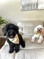 Blue , a male Cockapoo for sale in Monroe, NC – 9 of 9