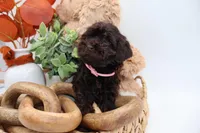 Pink, a female Cockapoo for sale in Monroe, NC – Photo 2 of 9