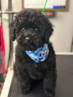 Pink, a female Cockapoo for sale in Monroe, NC – Photo 9 of 9