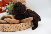 Pink, a female Cockapoo for sale in Monroe, NC – Photo 3 of 9
