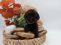 Pink, a female Cockapoo for sale in Monroe, NC – Photo 1 of 9