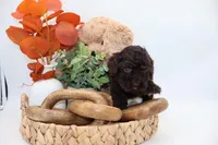 Pink, a female Cockapoo for sale in Monroe, NC – Photo 7 of 9