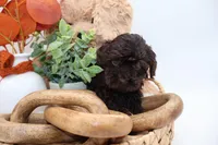 Pink, a female Cockapoo for sale in Monroe, NC – Photo 4 of 9