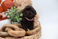Pink, a female Cockapoo for sale in Monroe, NC – Photo 5 of 9