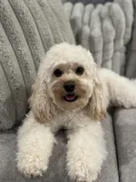 Pink, a female Cockapoo for sale in Monroe, NC – Photo 8 of 9