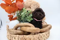 Pink, a female Cockapoo for sale in Monroe, NC – Photo 6 of 9