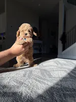 Blue , a male Cockapoo for sale in Monroe, NC – 6 of 9