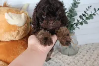 Orange, a male Cockapoo for sale in Monroe, NC – Photo 2 of 8