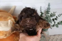 Orange, a male Cockapoo for sale in Monroe, NC – Photo 3 of 8