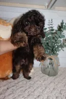 Orange, a male Cockapoo for sale in Monroe, NC – Photo 4 of 8