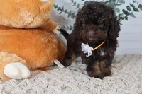 Orange, a male Cockapoo for sale in Monroe, NC – Photo 7 of 8