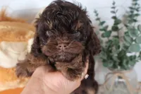 Orange, a male Cockapoo for sale in Monroe, NC – Photo 1 of 8