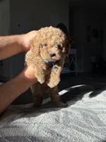 Blue , a male Cockapoo for sale in Monroe, NC – 4 of 9