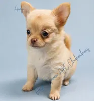 Andy - AKC *hidden merle, a male Chihuahua for sale in Goodyear, AZ – 3 of 7