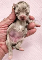 Jolene - AKC LC Girl, a female Chihuahua for sale in Goodyear, AZ – 2 of 5