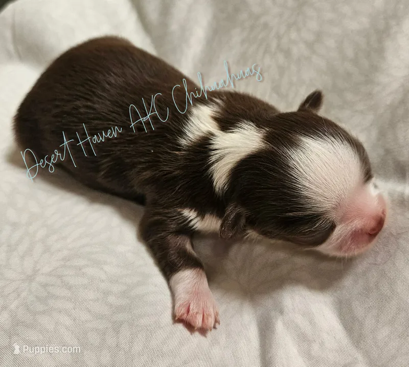 Hershey - CH Sired AKC Chocolate tri LC – Chihuahua puppy on hold in Goodyear, AZ