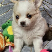 Red Cream LC ♀️, a female Chihuahua for sale in Goodyear, AZ – Photo 6 of 6