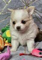 Red Cream LC ♀️, a female Chihuahua for sale in Goodyear, AZ – Photo 6 of 6
