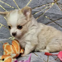 Red Cream LC ♀️, a female Chihuahua for sale in Goodyear, AZ – Photo 5 of 6