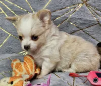 Red Cream LC ♀️, a female Chihuahua for sale in Goodyear, AZ – Photo 5 of 6