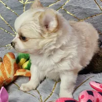 Red Cream LC ♀️, a female Chihuahua for sale in Goodyear, AZ – Photo 3 of 6