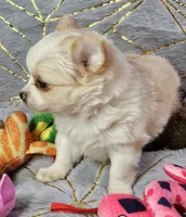 Red Cream LC ♀️, a female Chihuahua for sale in Goodyear, AZ – Photo 3 of 6