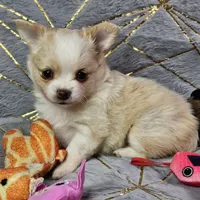 Red Cream LC ♀️, a female Chihuahua for sale in Goodyear, AZ – Photo 1 of 6