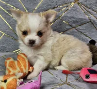 Red Cream LC ♀️, a female Chihuahua for sale in Goodyear, AZ – Photo 1 of 6
