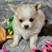 Red Cream LC ♀️, a female Chihuahua for sale in Goodyear, AZ – Photo 4 of 6