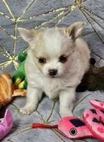 Red Cream LC ♀️, a female Chihuahua for sale in Goodyear, AZ – Photo 4 of 6