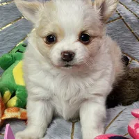 Red Cream LC ♀️, a female Chihuahua for sale in Goodyear, AZ – Photo 2 of 6