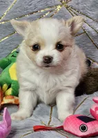 Red Cream LC ♀️, a female Chihuahua for sale in Goodyear, AZ – Photo 2 of 6