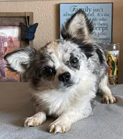Blue Merle LC male, a male Chihuahua for sale in Goodyear, AZ – 2 of 4