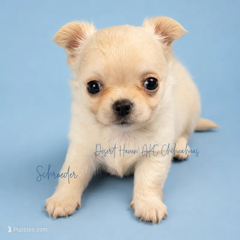 Schroeder - CH AKC – Chihuahua puppy for sale in Goodyear, AZ