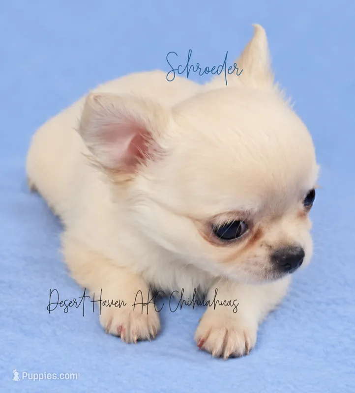 Schroeder - CH SIRED AKC – Chihuahua puppy for sale in Goodyear, AZ