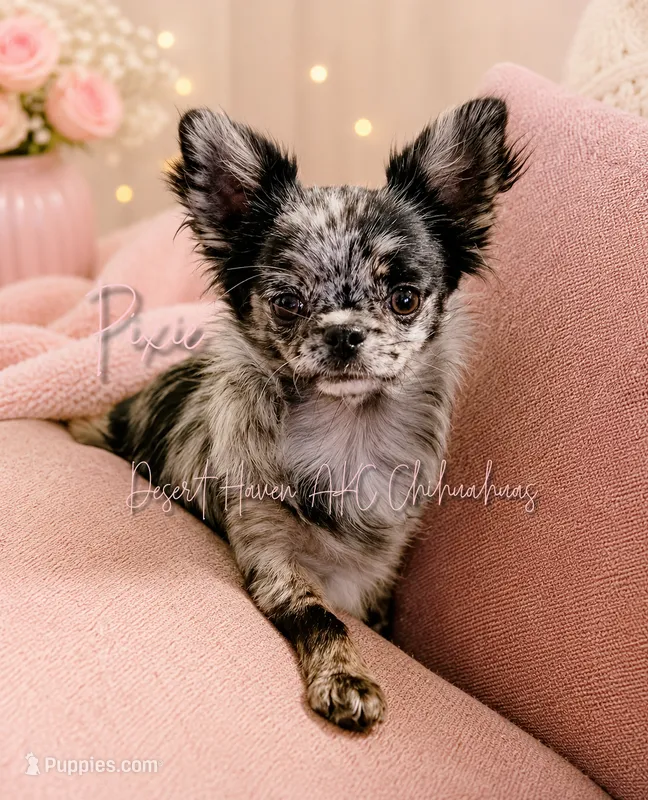 Pixie FULL AKC  – Chihuahua puppy for sale in Goodyear, AZ