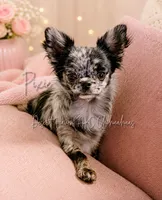 Pixie FULL AKC , a female Chihuahua for sale in Goodyear, AZ – 1 of 6