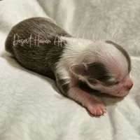 TINY Dove -  CH Sired AKC Lilac, a female Chihuahua for sale in Goodyear, AZ – 4 of 4
