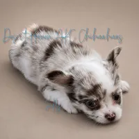 Sully - AKC Flashy, a male Chihuahua for sale in Goodyear, AZ – 4 of 8