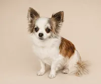 Trout - CH Sired AKC Blue, a male Chihuahua for sale in Goodyear, AZ – 5 of 5