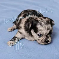 Atlas - AKC Flashy Merle, a male Chihuahua for sale in Goodyear, AZ – 2 of 6