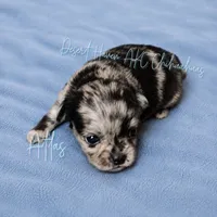 Atlas - AKC Flashy Merle, a male Chihuahua for sale in Goodyear, AZ – 3 of 6