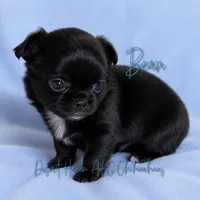 Bean - AKC LC Black, a male Chihuahua for sale in Goodyear, AZ – 4 of 7