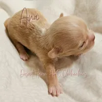 Ana - AKC - , a female Chihuahua for sale in Goodyear, AZ – 1 of 9