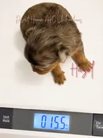 Hazel - FULL AKC Lilac, a male Chihuahua for sale in Goodyear, AZ – 4 of 6