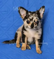 Nitro - AKC Merle, a male Chihuahua for sale in Goodyear, AZ – 4 of 7